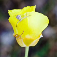 Calochortus luteus