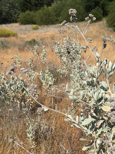 iNaturalist observation photo of Woolly Yerba Santa