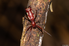Micrathena swainsoni