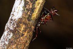 Micrathena swainsoni