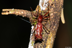Micrathena swainsoni