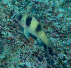 Parupeneus crassilabris