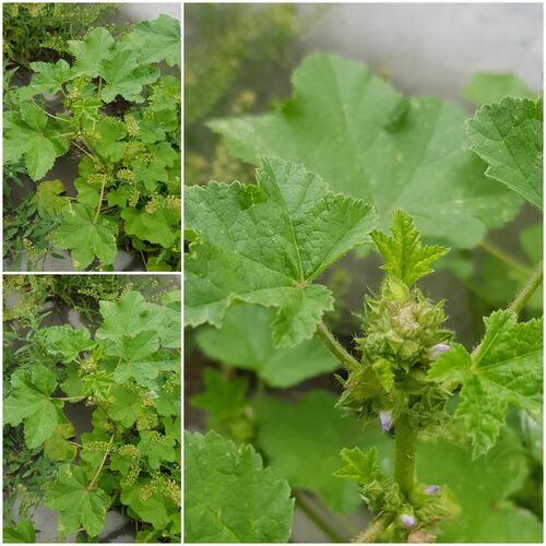 Cluster mallow (Malva verticillata)