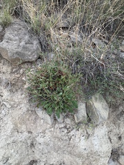 Eriogonum wootonii