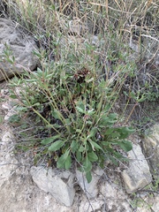 Eriogonum wootonii