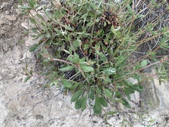 Eriogonum wootonii
