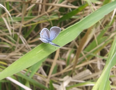 Cupido comyntas texana