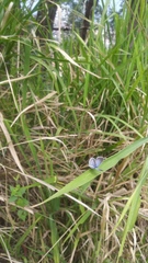 Cupido comyntas texana