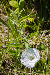 Calystegia spithamaea