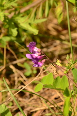 Lathyrus humilis