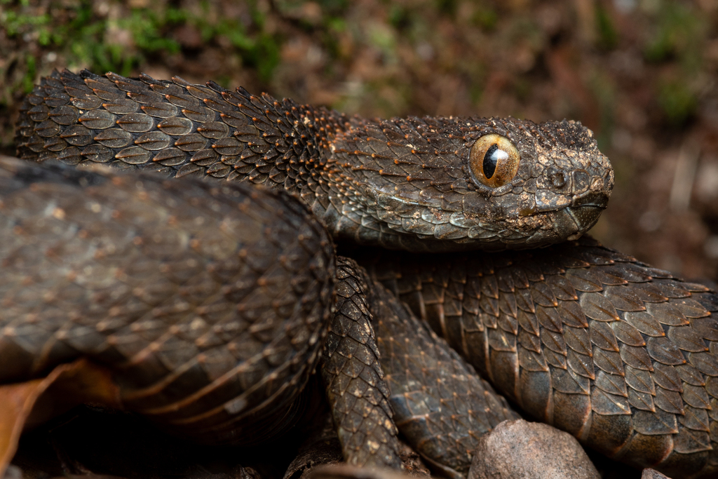 Mount Mabu Forest Viper in June 2024 by Ruben Foquet · iNaturalist