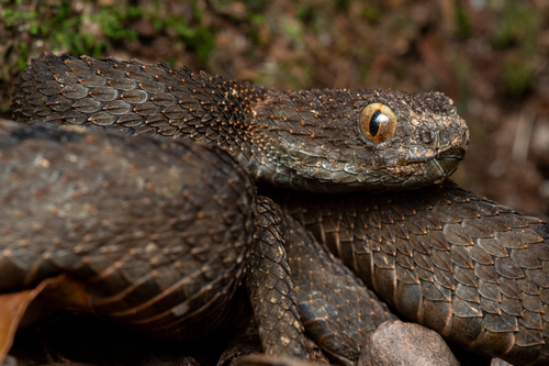Mount Mabu Forest Viper