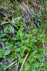 Pterostylis oliveri