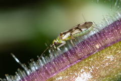 Heteroptera