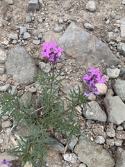 Glandularia wrightii