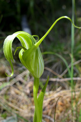 Pterostylis oliveri