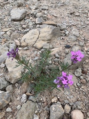 Glandularia wrightii