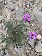 Glandularia wrightii