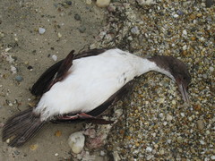 Leucocarbo chalconotus