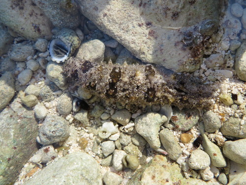 Holothuria impatiens