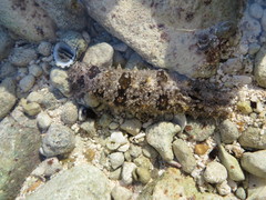 Holothuria impatiens