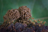 Tubifera corymbosa - Photo (c) Alison Pollack, some rights reserved (CC BY-NC), uploaded by Alison Pollack