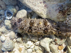 Holothuria impatiens