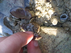 Holothuria impatiens