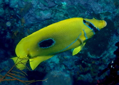 Chaetodon bennetti