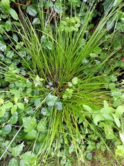 Carex deweyana