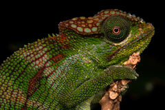 Mabu Sylvan Chameleon photo 2