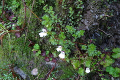 Euphrasia transmorrisonensis