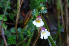 Euphrasia transmorrisonensis