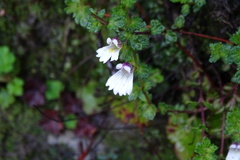 Euphrasia transmorrisonensis
