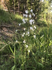 Penstemon tubaeflorus