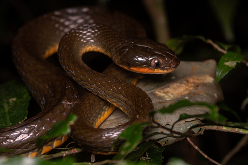 Montane Forest Tree Snake