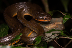 Montane Forest Tree Snake photo 1