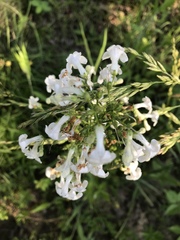Penstemon tubaeflorus