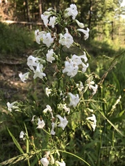 Penstemon tubaeflorus