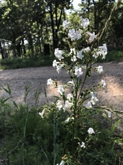 Penstemon tubaeflorus