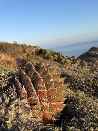 Shaw's Agave