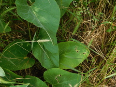 Cucurbita foetidissima
