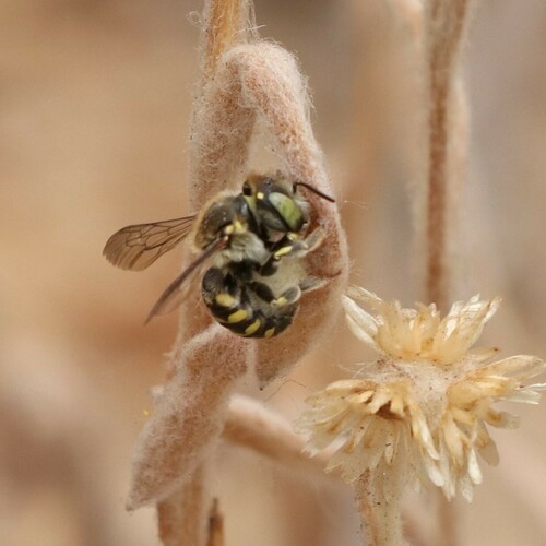 Anthidium jocosum