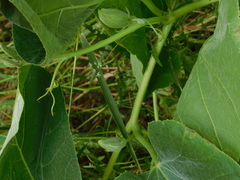 Cucurbita foetidissima