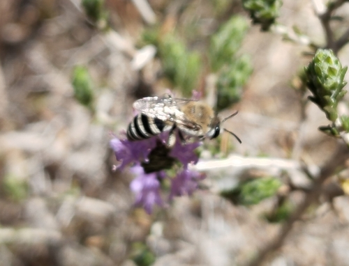 Colletes cyprius