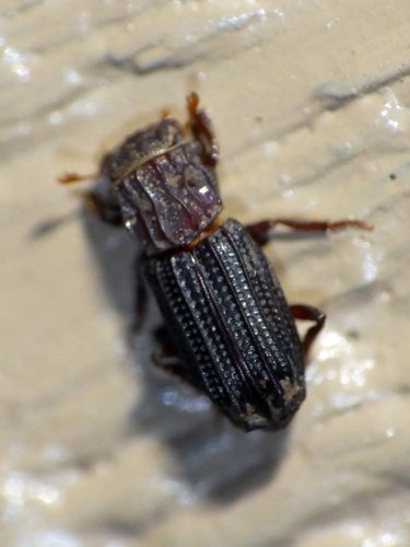 Rhyparus observed 2024-06-27
