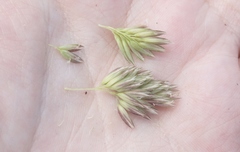 Leymus × multiflorus