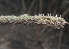 Leymus × multiflorus