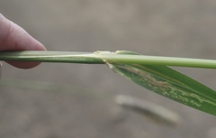 Leymus × multiflorus