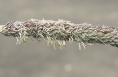 Leymus × multiflorus